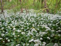 Weißer Blütenteppich